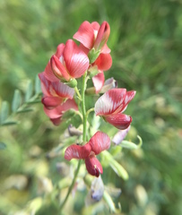 Sphaerophysa salsula