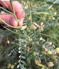 Sphaerophysa salsula