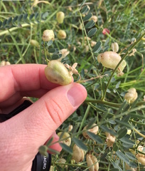 Sphaerophysa salsula