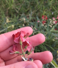 Sphaerophysa salsula