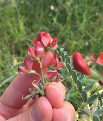 Sphaerophysa salsula