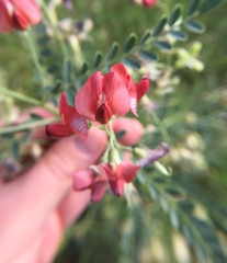 Sphaerophysa salsula
