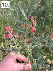 Sphaerophysa salsula