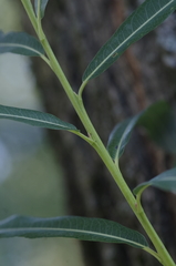 Salix purpurea purpurea