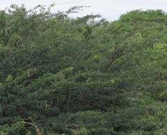 Vachellia sieberiana