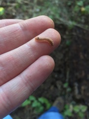 Brachycybe picta