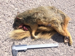 Sciurus nayaritensis