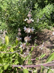 Salvia mellifera