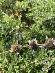 Salvia mellifera