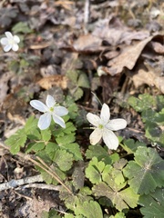 Anemonoides lancifolia