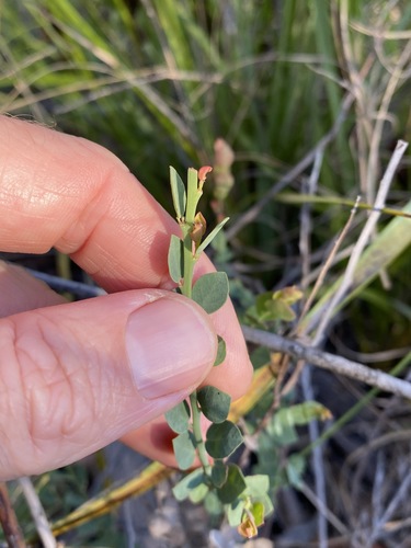 Image of Bossiaea rhombifolia by (c) Greg Tasney, some rights reserved (CC BY-SA)