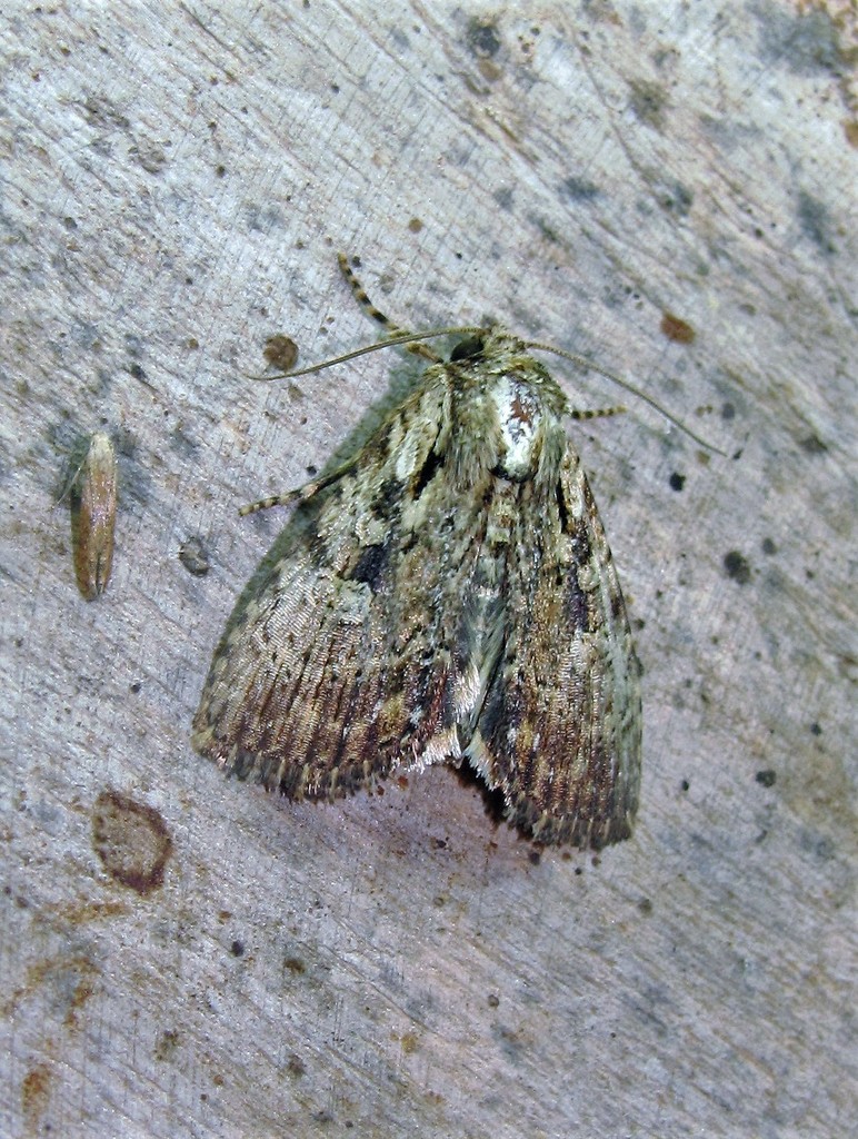 Perigea berinda