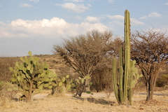 Lophocereus marginatus