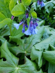 Mertensia virginica