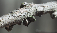 Callirhytis quercusgemmaria
