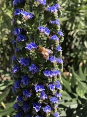 Echium candicans