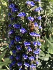 Echium candicans