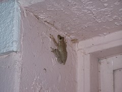 Osteopilus septentrionalis