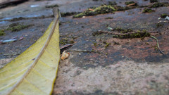 Scincella gemmingeri