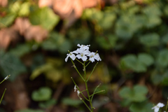 Cardamine trifolia