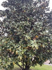 Magnolia grandiflora