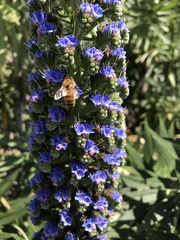 Echium candicans