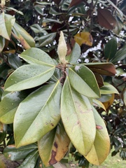 Magnolia grandiflora
