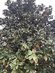 Magnolia grandiflora