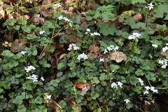 Cardamine trifolia