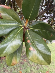 Magnolia grandiflora