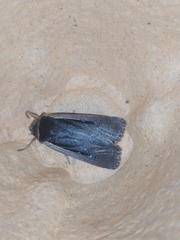 Ochropleura leucogaster