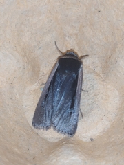 Ochropleura leucogaster