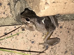 Litoria dentata