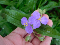 Tradescantia ernestiana