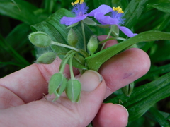 Tradescantia ernestiana