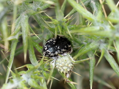 Oxythyrea