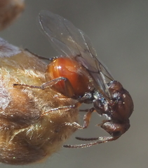 Callirhytis elliptica