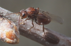 Callirhytis elliptica