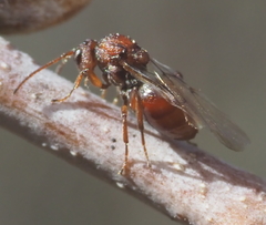 Callirhytis elliptica