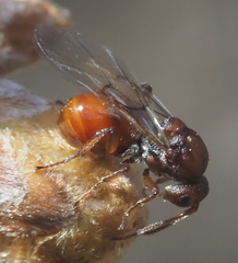 Callirhytis elliptica