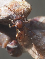 Callirhytis elliptica