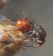 Callirhytis elliptica