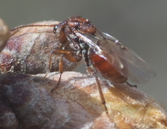 Callirhytis elliptica