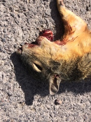 Sciurus nayaritensis