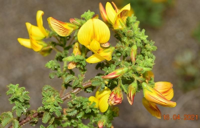 Ononis talaverae