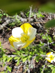 Hesperomecon linearis