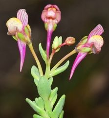 Linaria pedunculata