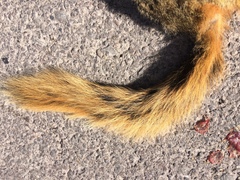 Sciurus nayaritensis