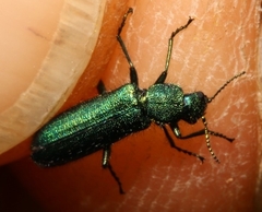 Psilothrix viridicoerulea