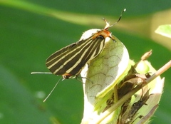 Panthiades bathildis